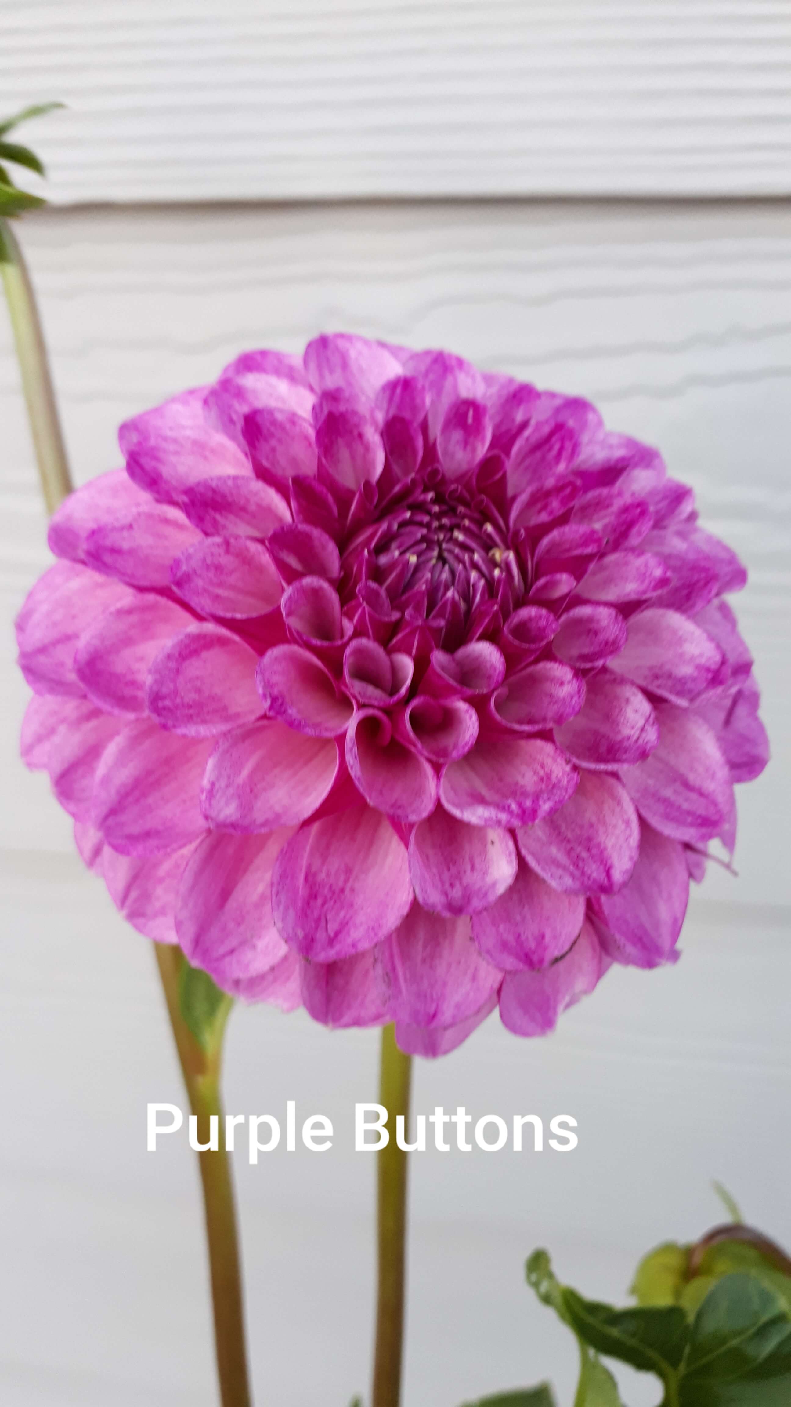 Purple Buttons Warwick Flower Farm Black Creek Bc