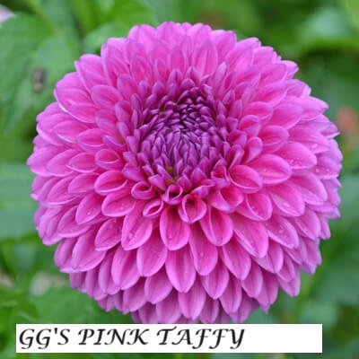 GG'S Pink Taffy - Warwick Flower Farm, Black Creek, BC