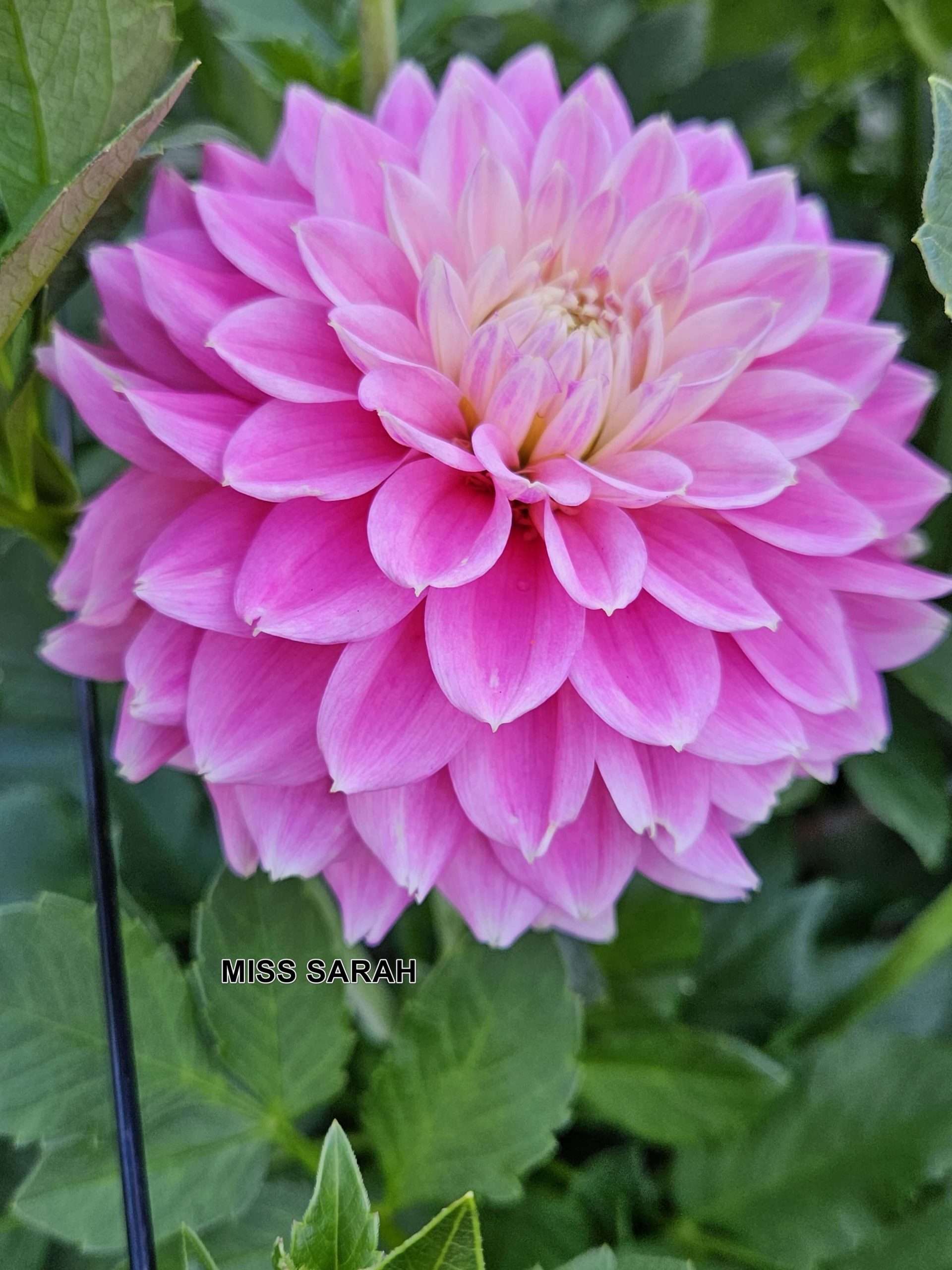 Miss Sarah - Warwick Flower Farm, Black Creek, BC