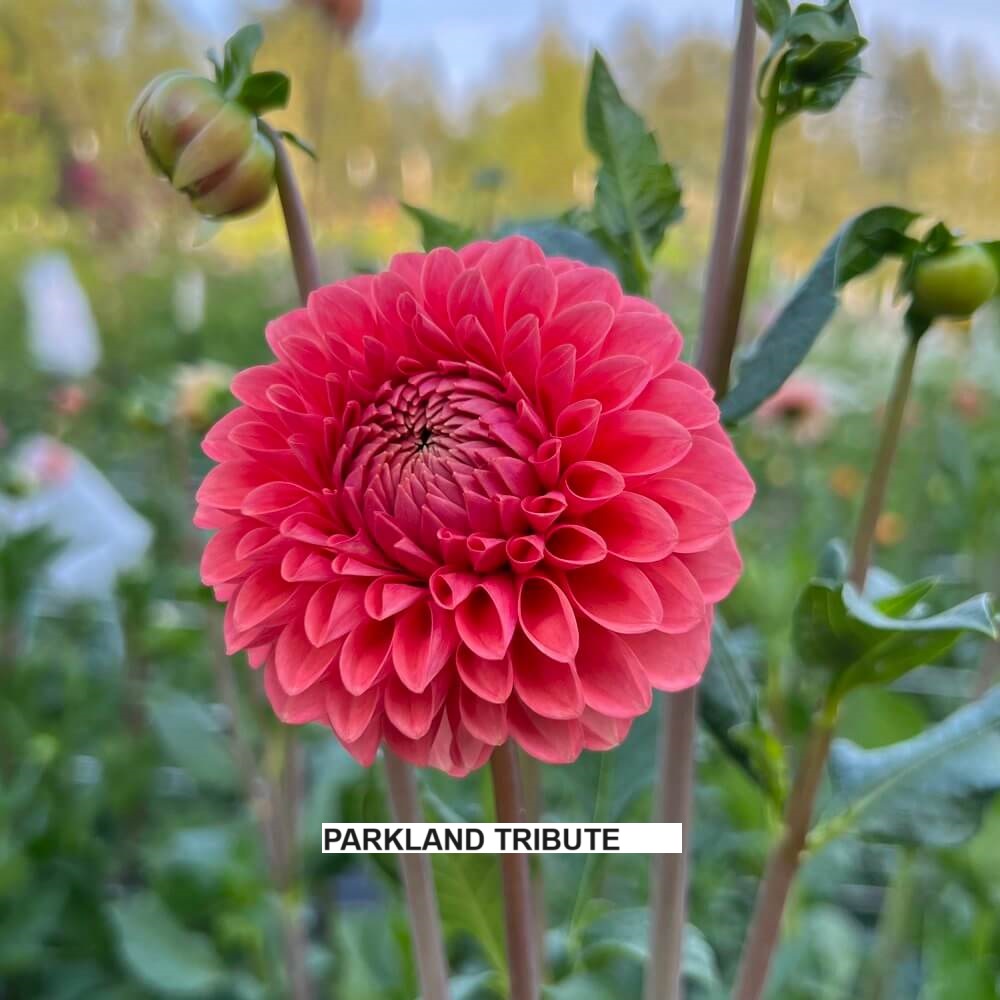 Parkland Tribute - Warwick Flower Farm, Black Creek, BC